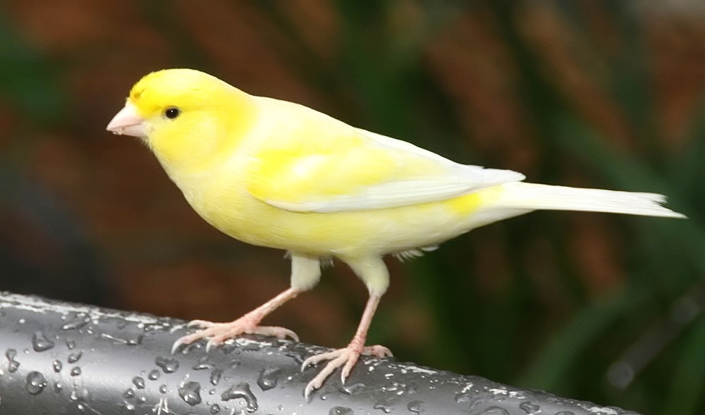 memulai usaha beternak burung kenari